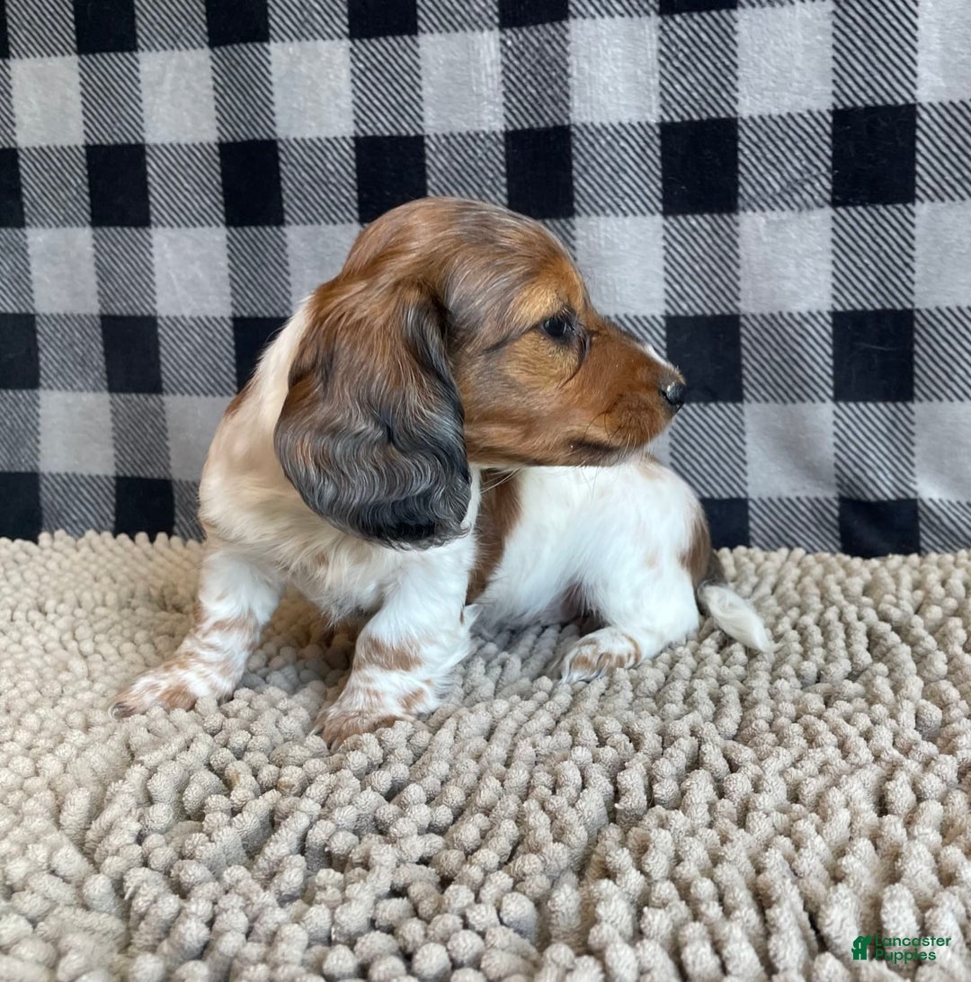 Dachshund dogs for sale: Dixie - Image 2