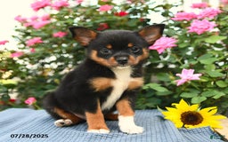 Smooth Fox Terrier dogs for sale: Orpha - Image 3