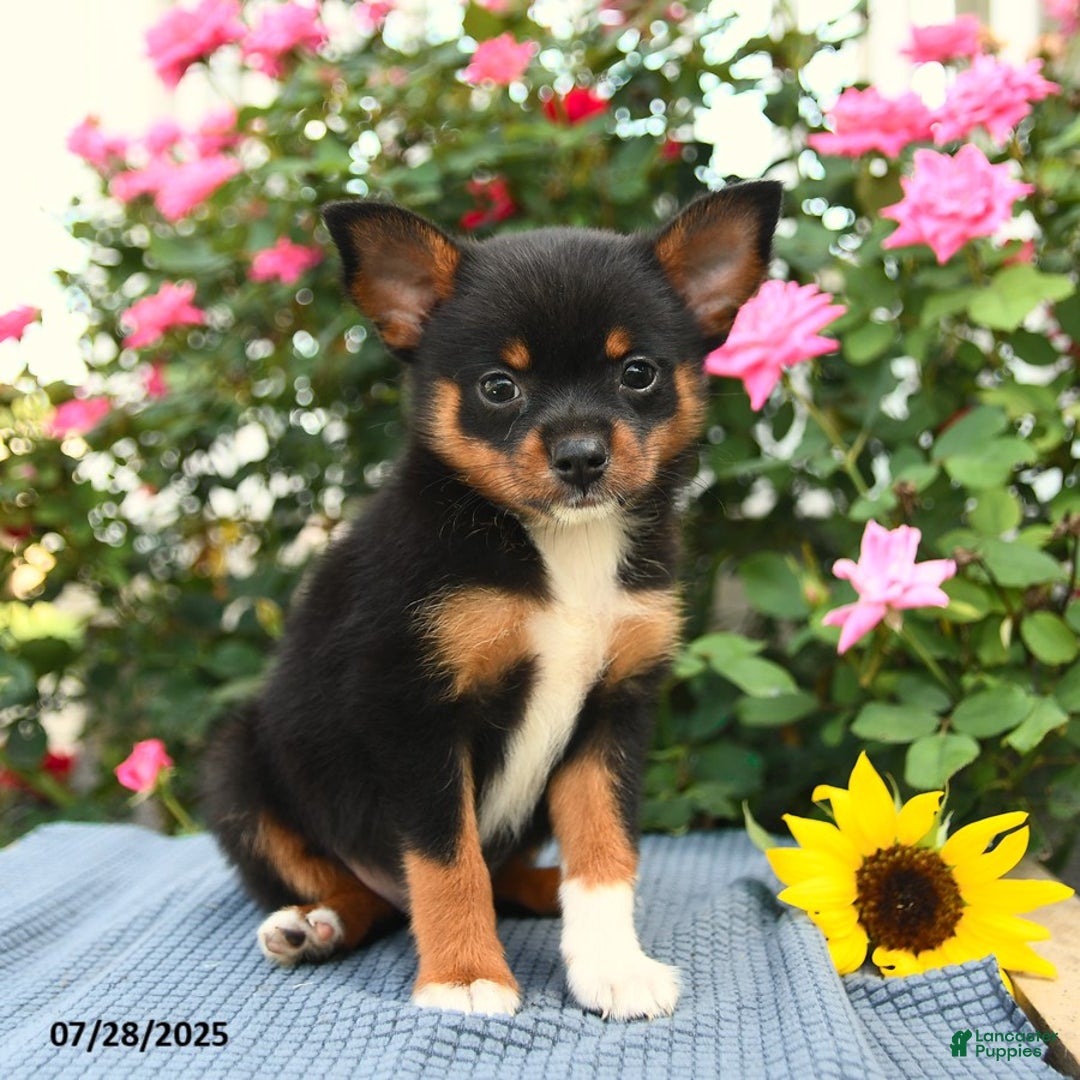 Smooth Fox Terrier dogs for sale: Orpha - Image 3