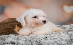 Bichon Frise dogs for sale: Bobby - Image 3