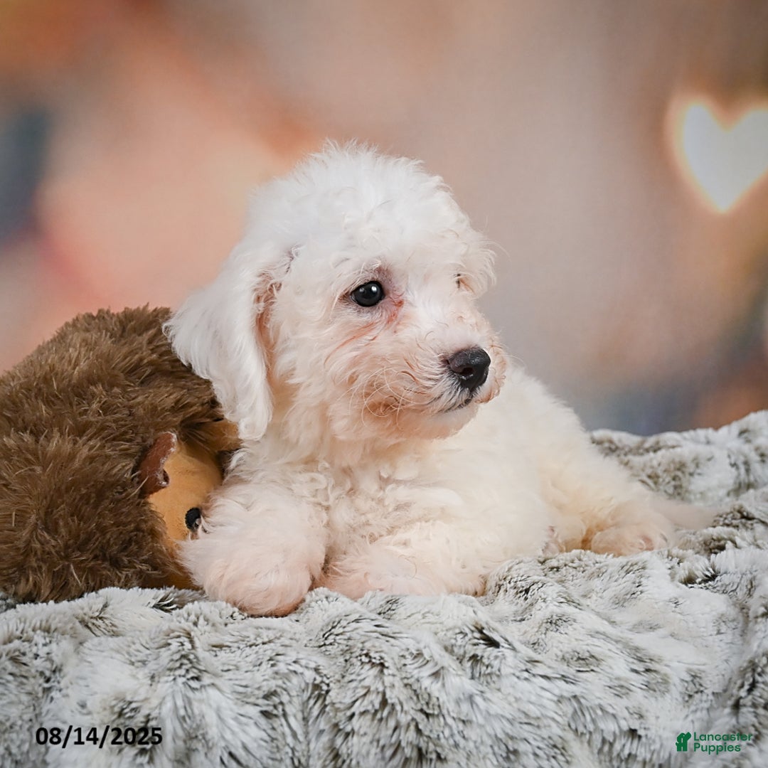 Bichon Frise dogs for sale: Bobby - Image 3