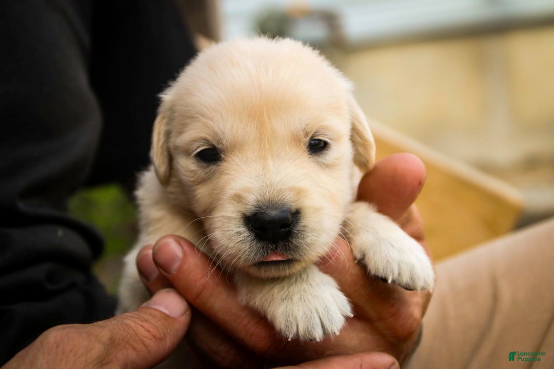 Golden Retriever dogs for sale: Tawny - Image 5