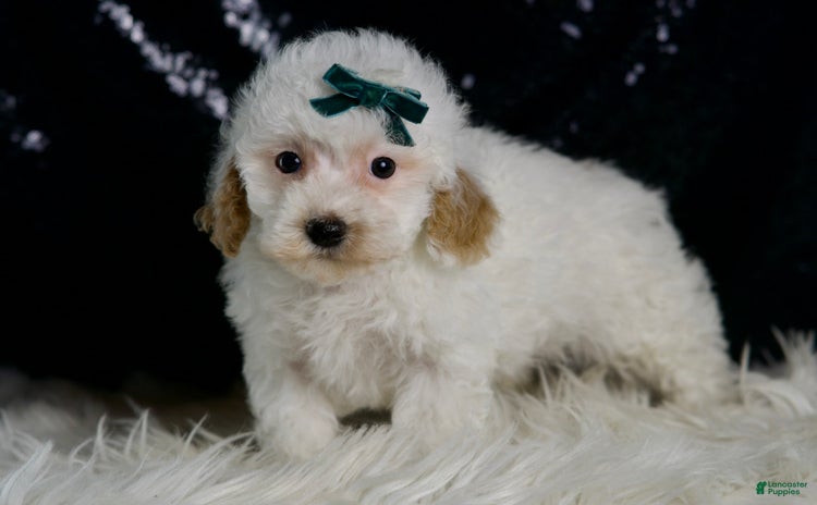 Maltipoo dogs - Advert 5