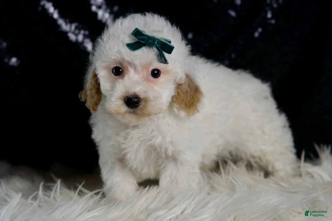 Maltipoo dogs for sale: Russel - Image 6