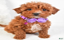Cavapoo dogs for sale: Glory - Image 9