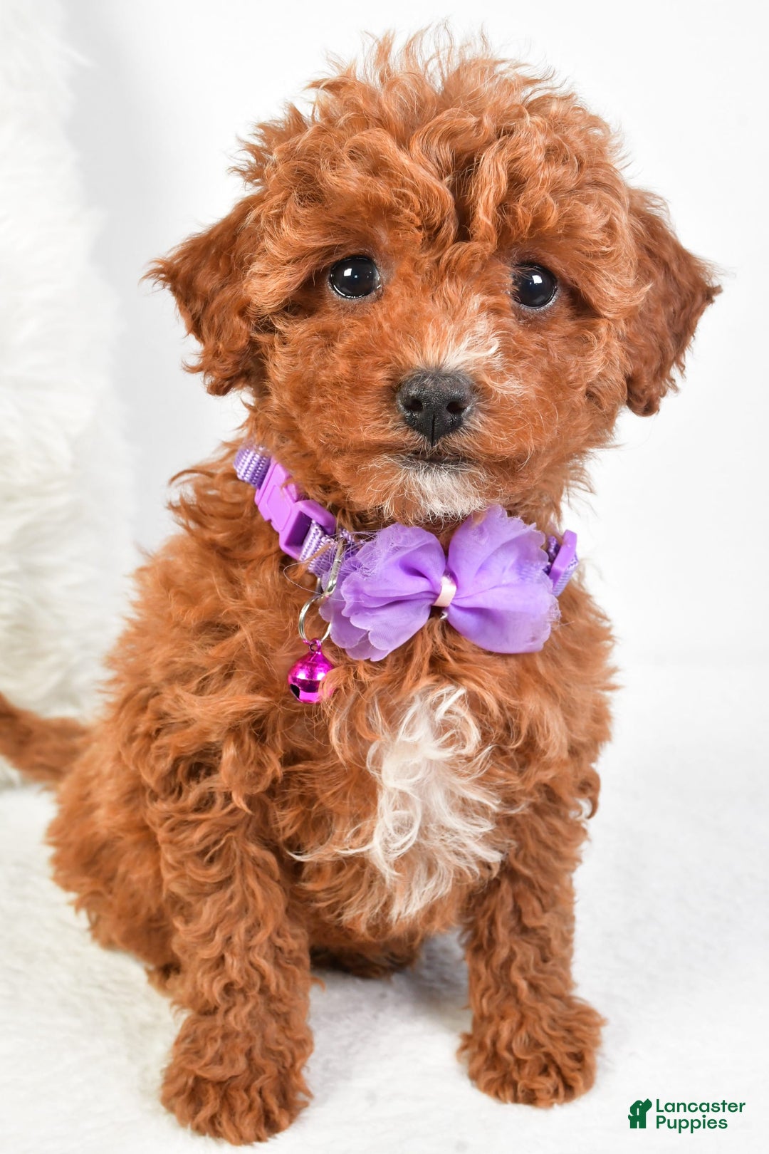 Cavapoo dogs for sale: Glory - Image 9