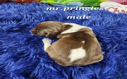 German Shorthaired Pointer dogs for sale: Mr Pringles - Image 1