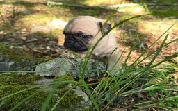 Pug dogs for sale: Davy - Image 21