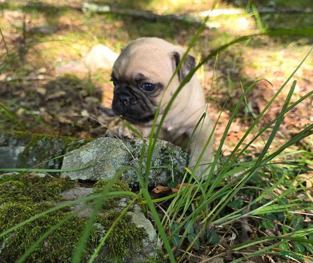 Pug dogs for sale: Davy - Image 21