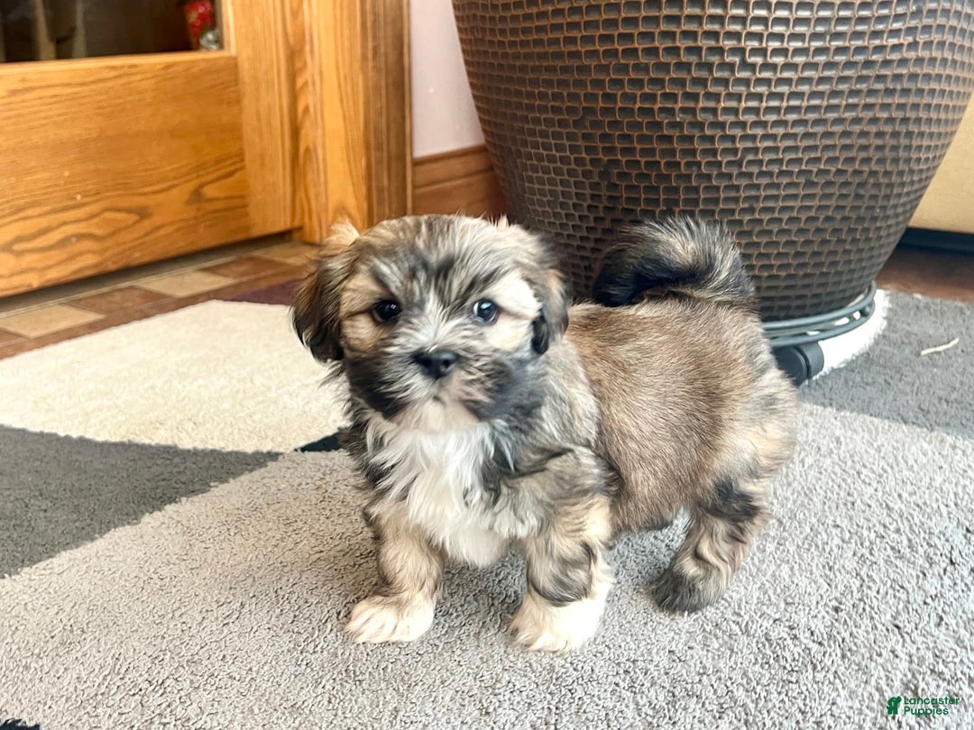 Lhasa Apso dogs for sale: Lola - Image 8