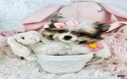 Pomeranian dogs for sale: Dra - Image 2