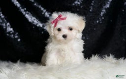 Maltese dogs for sale: Opal - Image 2