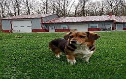 Beagle dogs for sale: Lacey - Image 7
