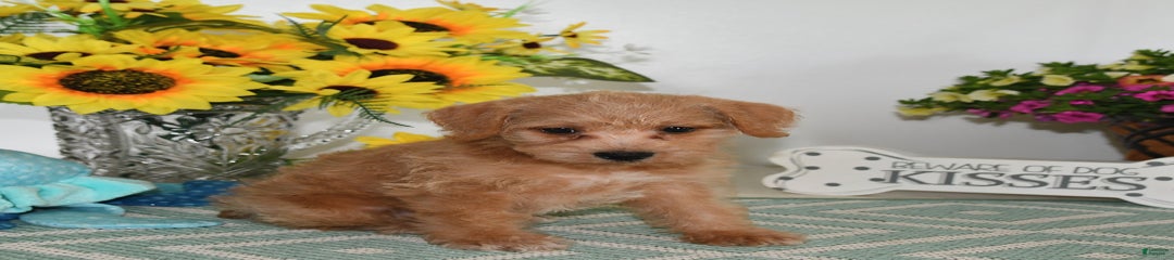 Toby