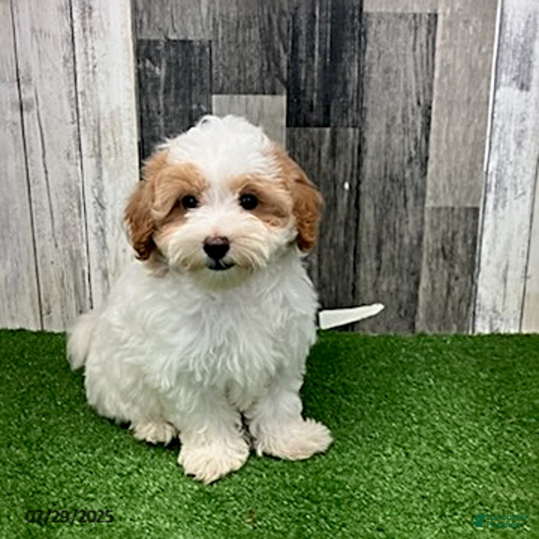 Maltipoo dogs for sale: Jolene - Image 1