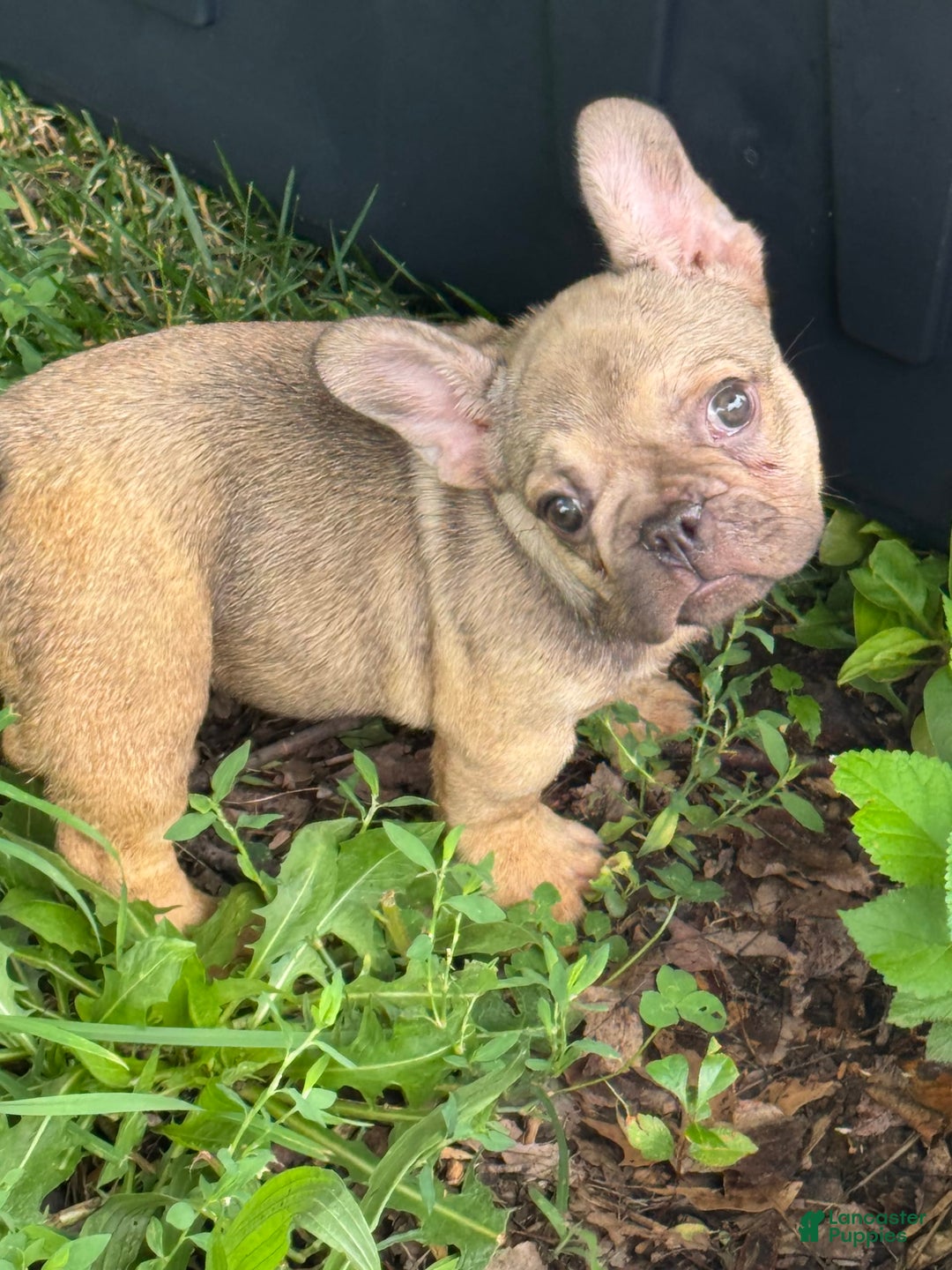 French Bulldog dogs for sale: Charles - Image 1