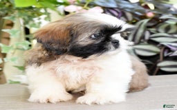 Shih Tzu dogs for sale: Denali - Image 7