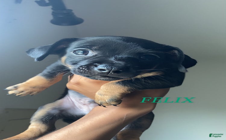 Dachshund dogs for sale - Ad 1