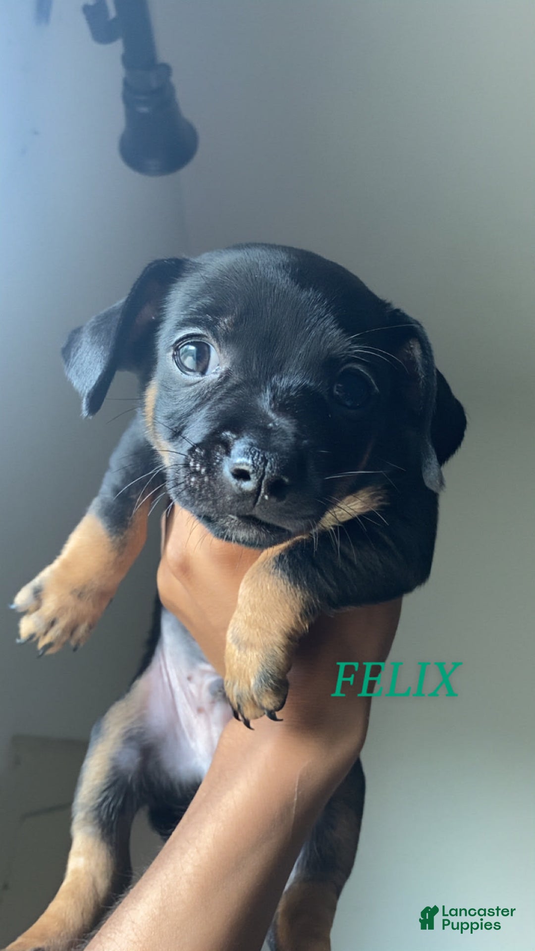 Dachshund dogs for sale: Felix - Image 1