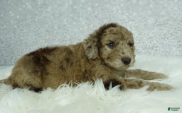 Newfypoo dogs for sale: Maggie F1b - Image 1