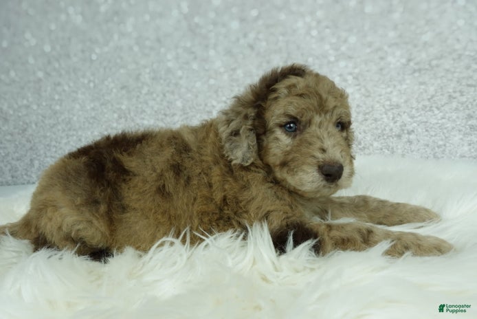 Newfypoo dogs for sale - Ad 4