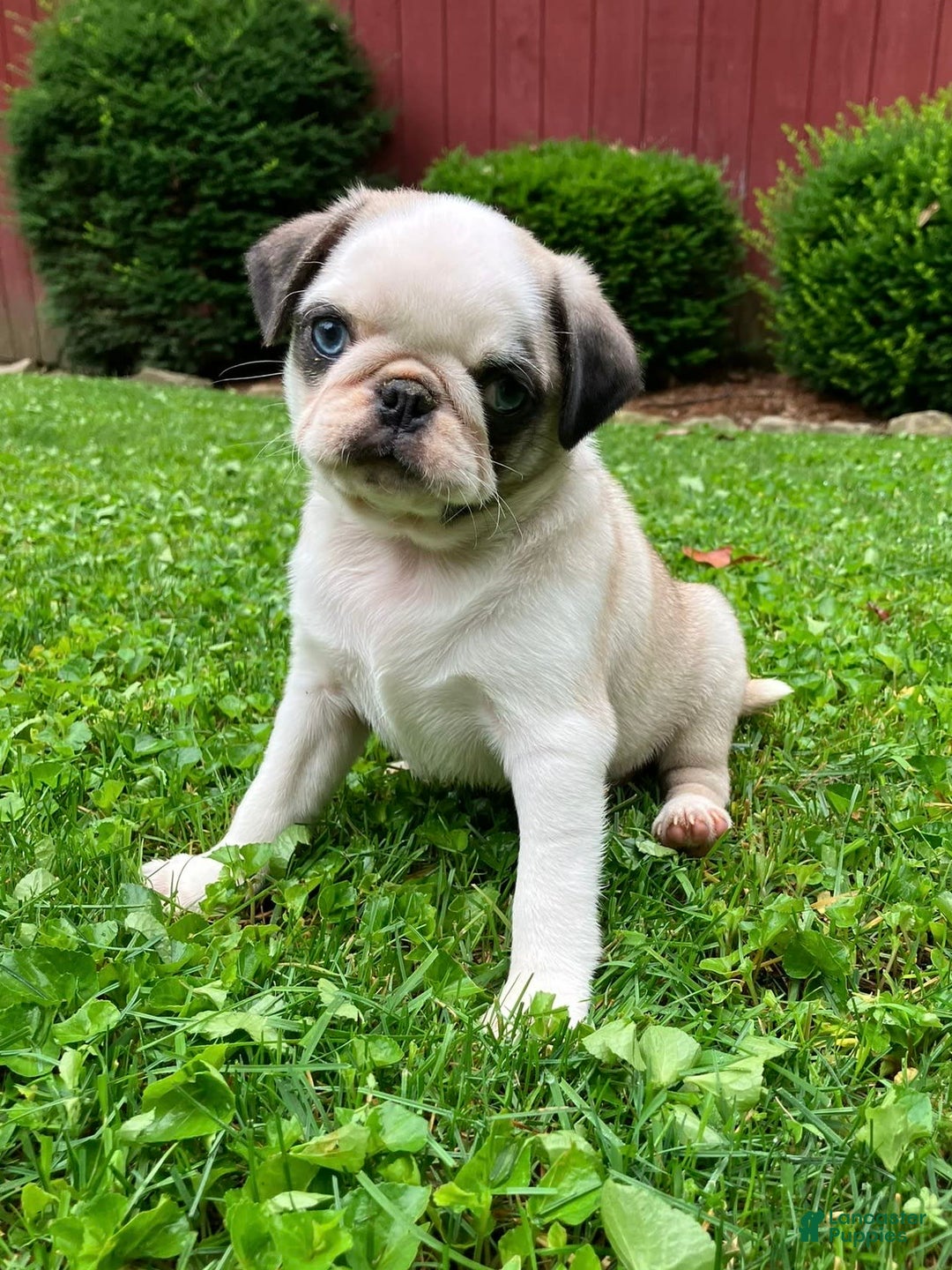Pug dogs for sale: Piper - Image 3