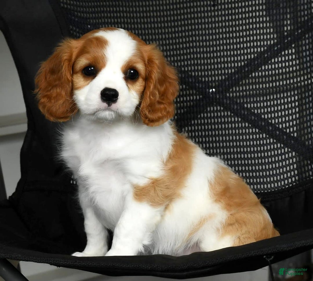 Cavalier King Charles Spaniel dogs for sale: Izzy - Image 6