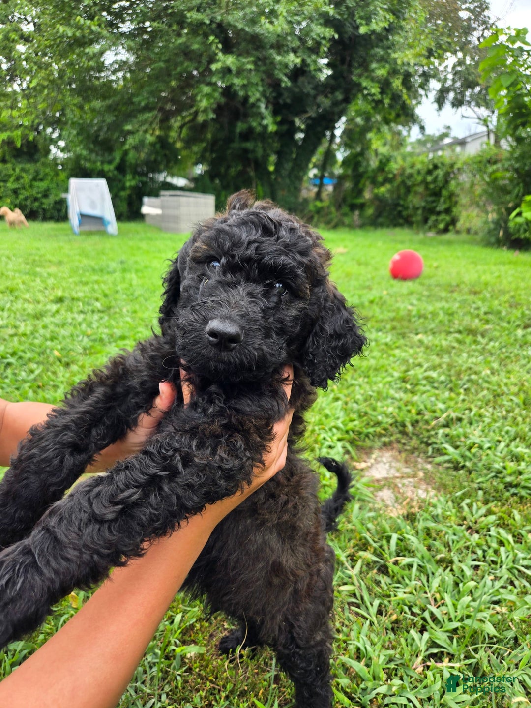 Goldendoodle dogs for sale: Rhys - Image 4