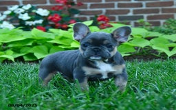 French Bulldog dogs for sale: Jana - Image 5