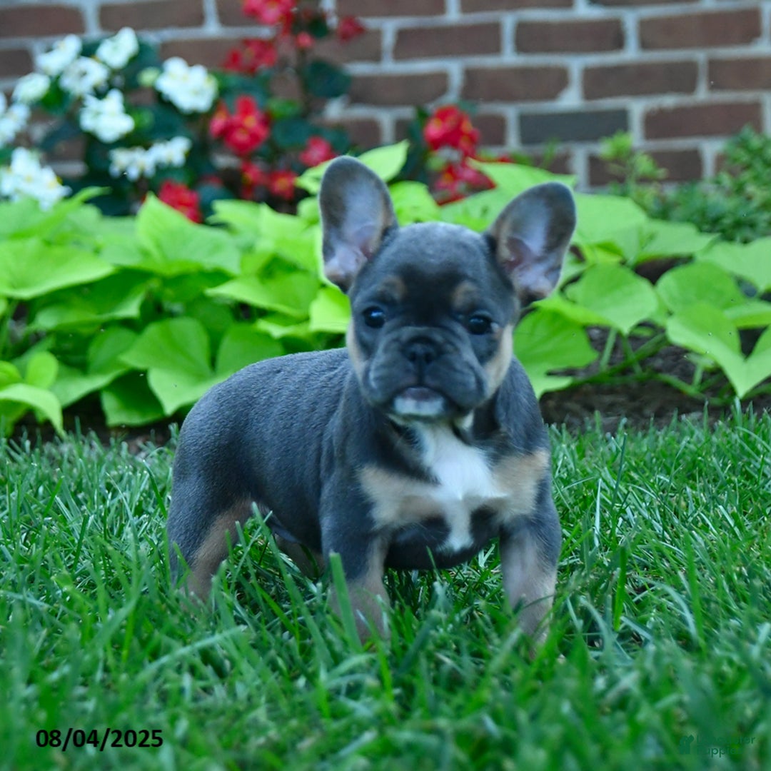 French Bulldog dogs for sale: Jana - Image 5