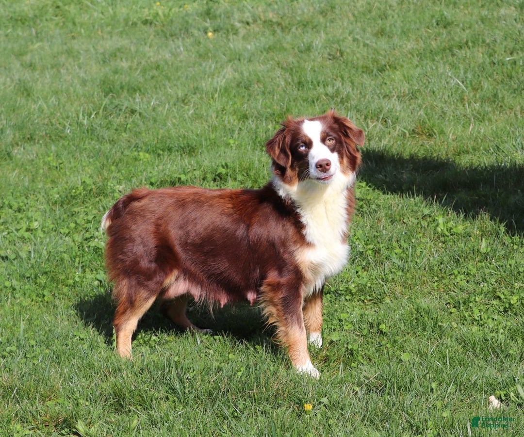 Australian Shepherd dogs for sale: Baja - Image 11