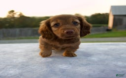 Miniature Dachshund dogs for sale: Olive - Image 4
