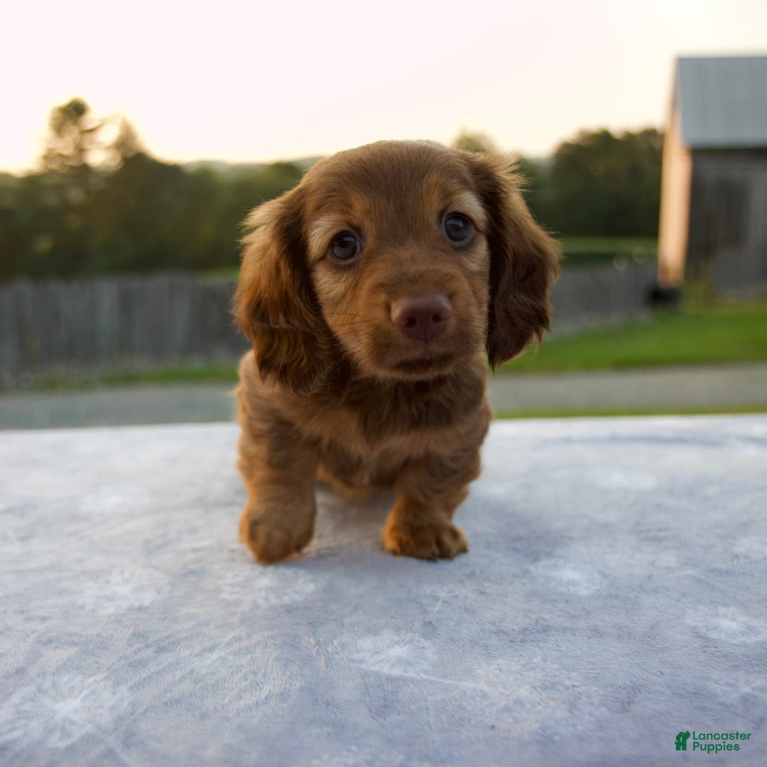 Miniature Dachshund dogs for sale: Olive - Image 4
