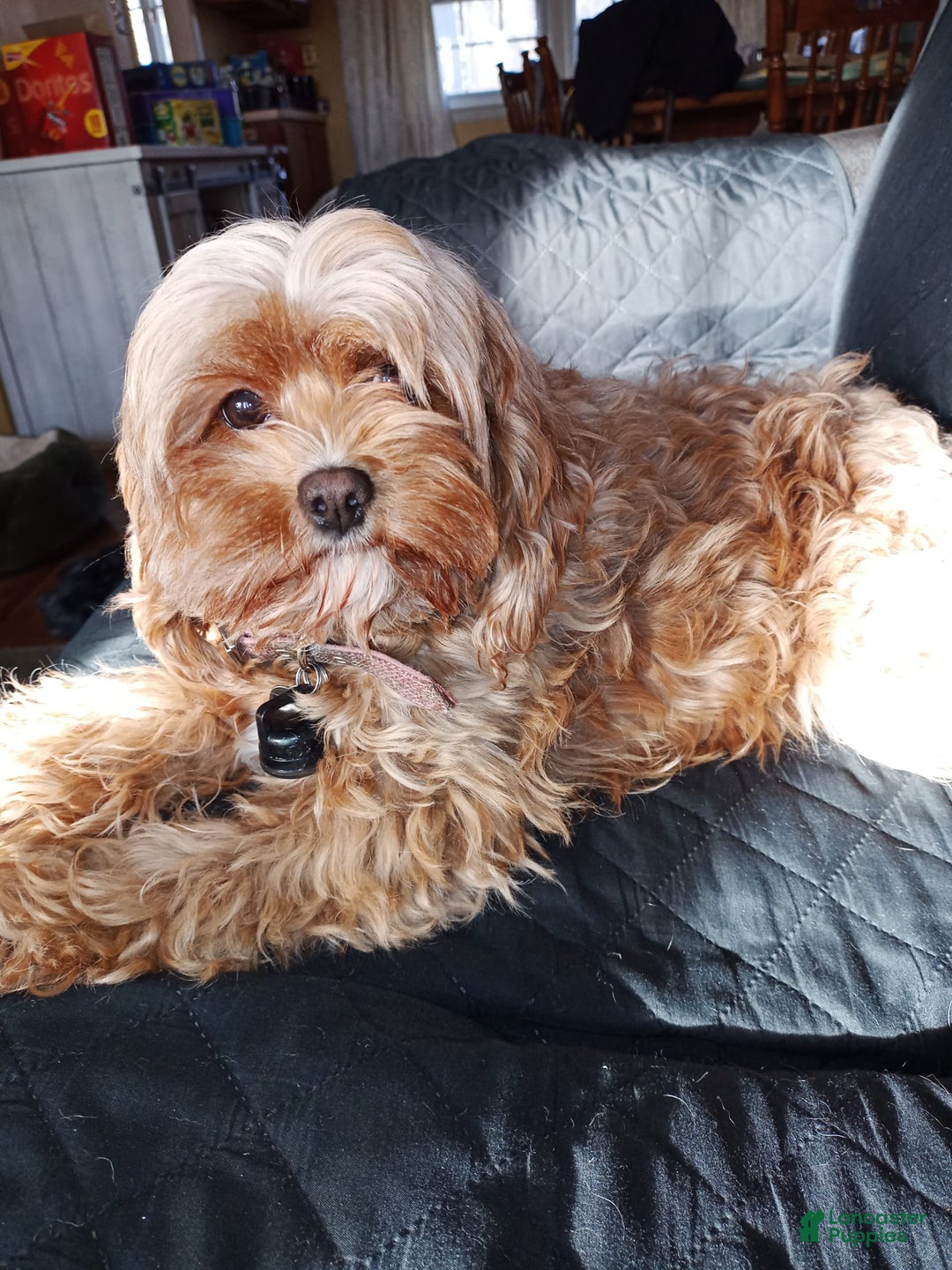 Cavapoo dogs for sale: Toffee - Image 6