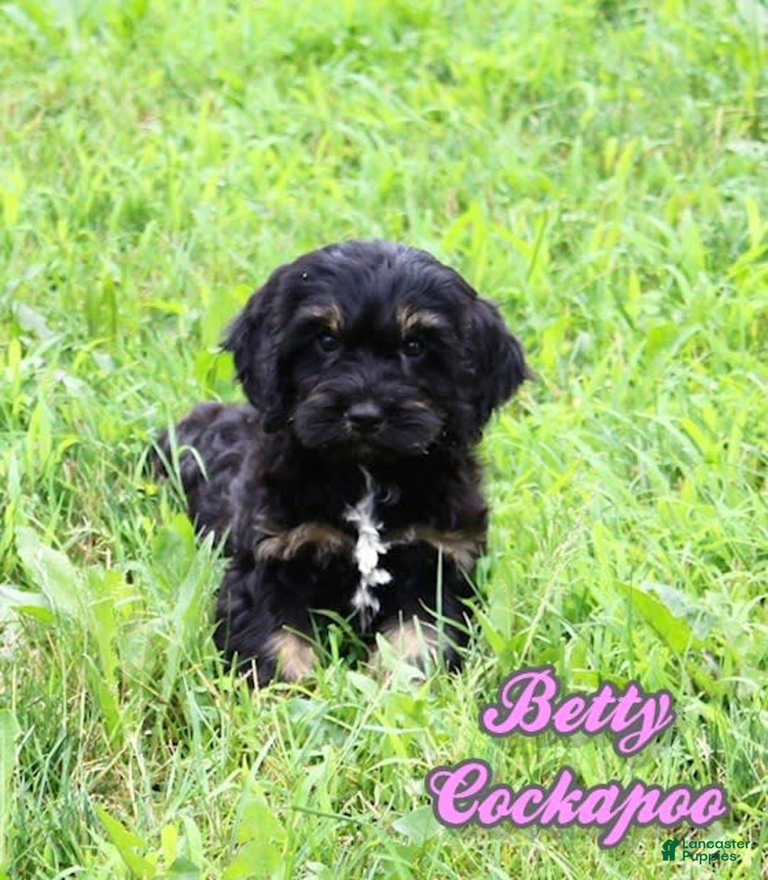 Cockapoo dogs for sale: Betty - Image 4