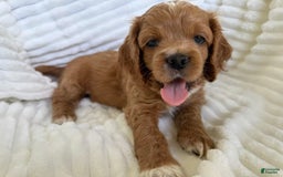Cockapoo dogs for sale: Otis - Image 5
