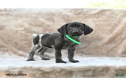 German Shorthaired Pointer dogs for sale: Nashville - Image 5