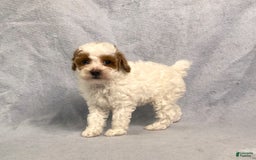 Miniature Poodle dogs for sale: Lily - Image 19