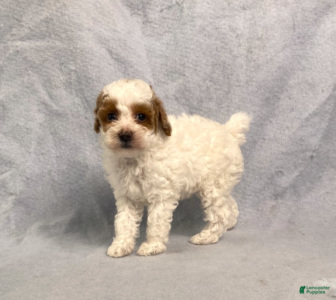 Miniature Poodle dogs for sale: Lily - Image 19