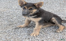German Shepherd dogs for sale: Jenny - Image 1