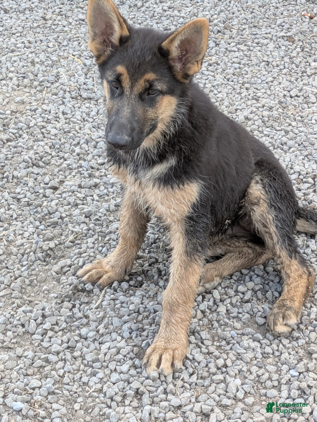 German Shepherd dogs for sale: Jenny - Image 1
