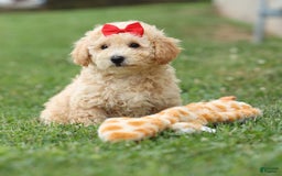 Bichpoo dogs for sale: Tyson - Image 9