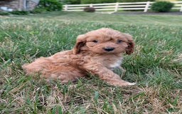 Cavapoo dogs for sale: Axel - Image 15