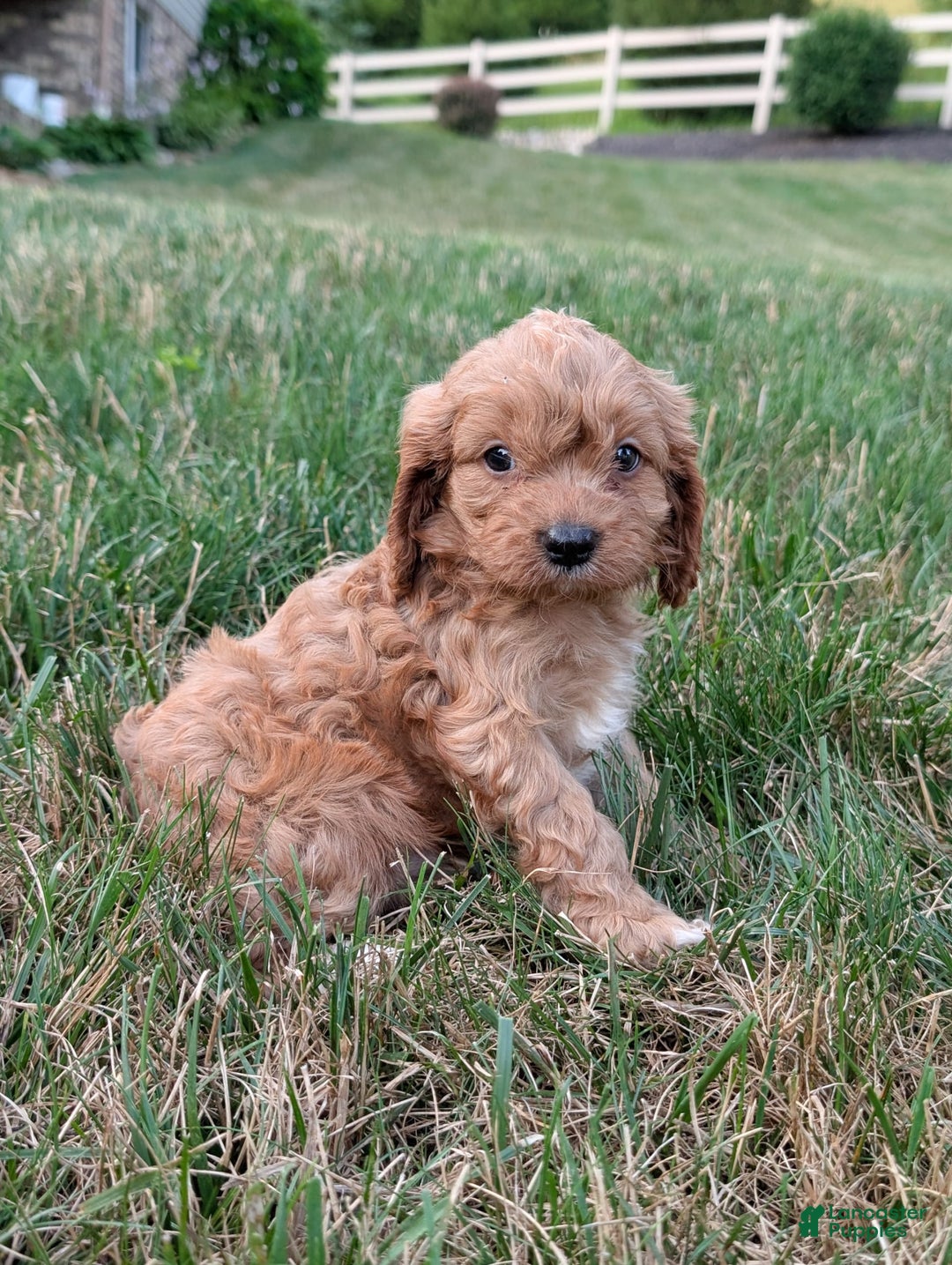 Cavapoo dogs for sale: Axel - Image 15