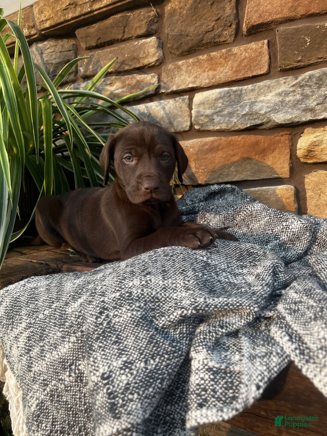 German Shorthaired Pointer dogs for sale: Jade - Image 5