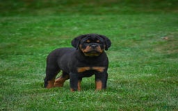 Rottweiler dogs for sale: Clair Bear - Image 12