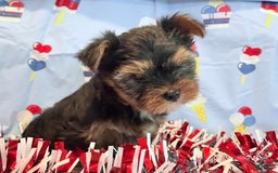 Yorkshire Terrier dogs for sale: Grumpy - Image 3
