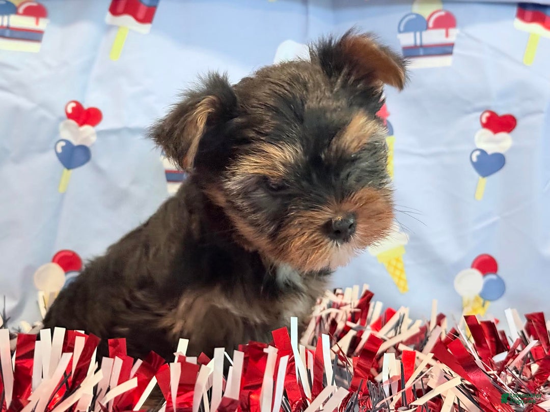Yorkshire Terrier dogs for sale: Grumpy - Image 3