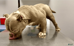 American Bully dogs for sale: Havoc - Image 8