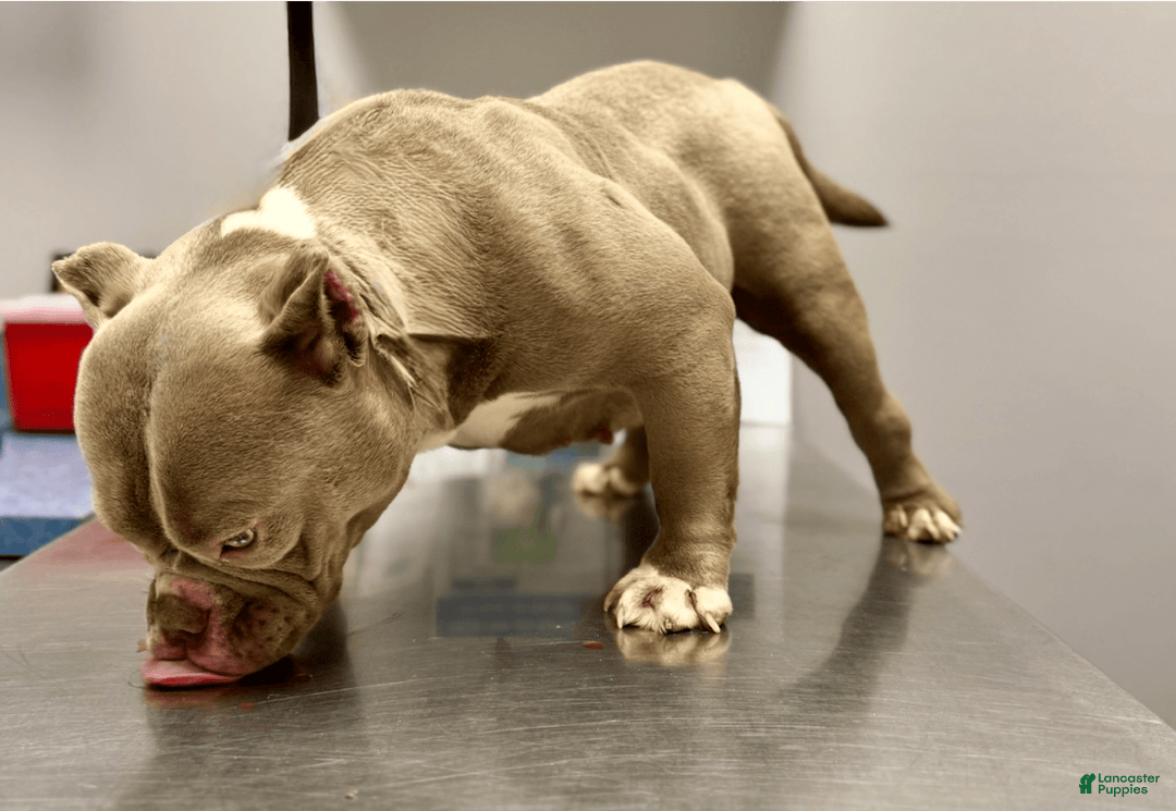 American Bully dogs for sale: Havoc - Image 8